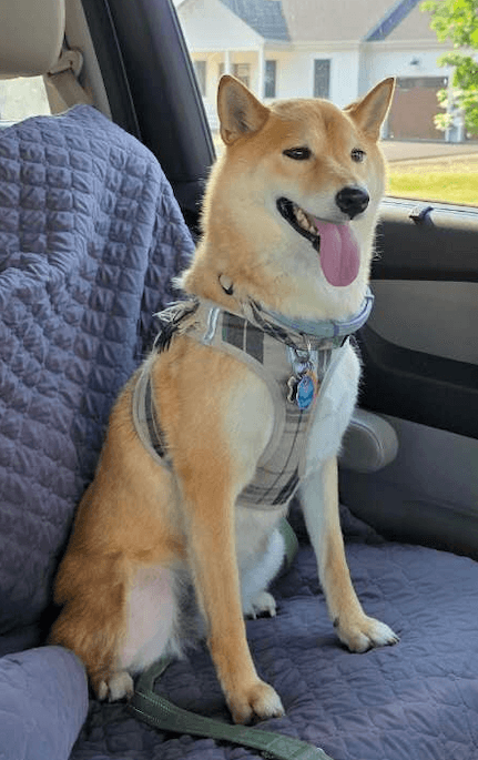 Original Shiba Inu photograph