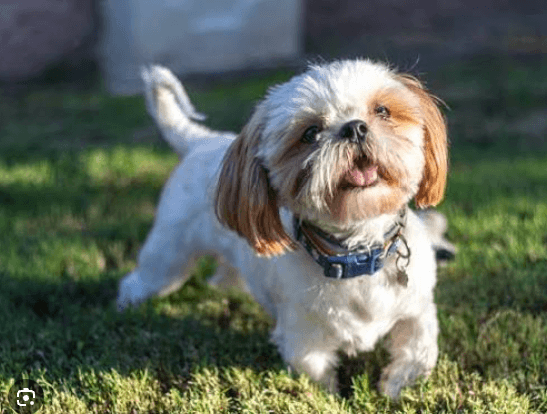 Charlie — original photo
