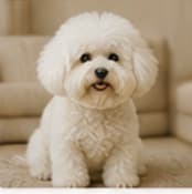 Poodle · Geometric Mosaic original photograph